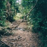 Australien Cape Tribulation Regenwald