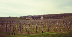 Weintour im Rheingau