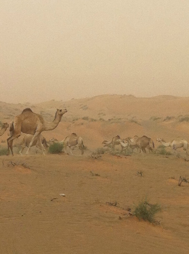 Wüste_Kamele
