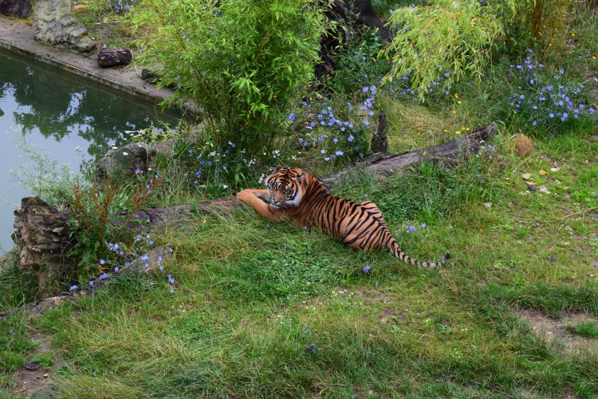 Osnabrück Zoo Tiger