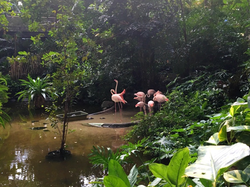 Tropical Islands Regenwald Flamingos