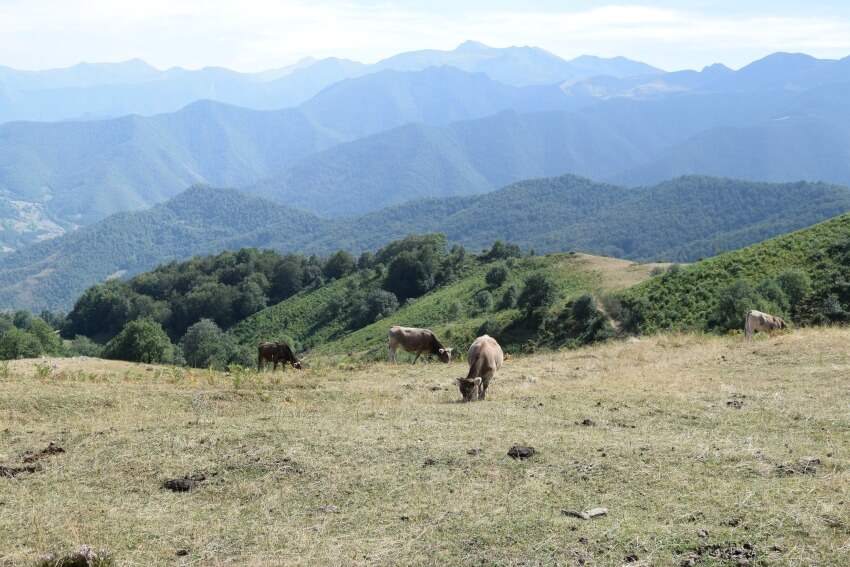 Picos de Europa - Kühe