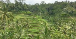 Ubud Highlights