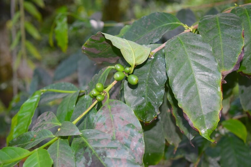 Kopi Luwak Kaffeebohnen