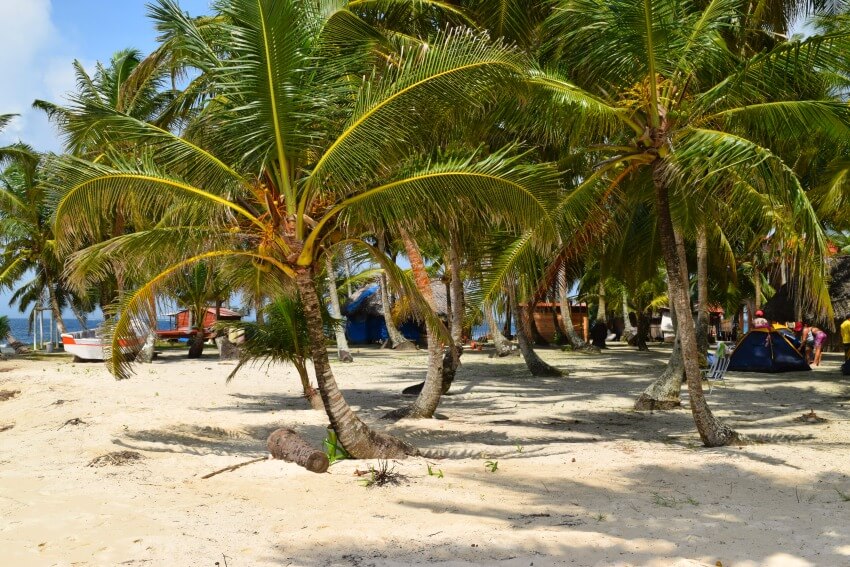 San Blas Inseln Isla Perro Palmen