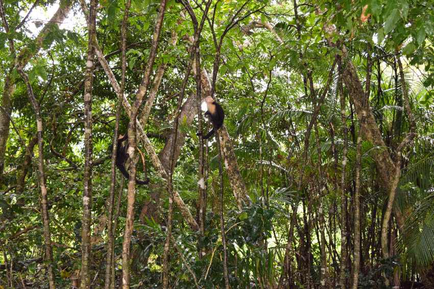 Tortuguero Nationalpark in Costa Rica Affe