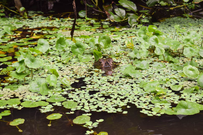 Tortuguero Nationalpark in Costa Rica Kaiman