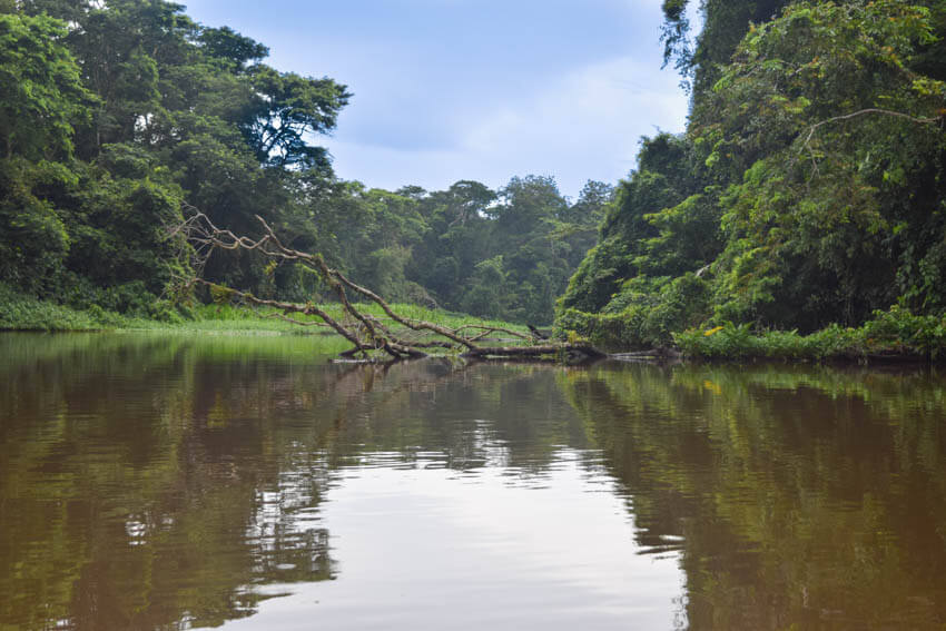 Tortuguero Nationalpark in Costa Rica Kanutour