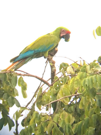 Tortuguero Nationalpark in Costa Rica Papagei