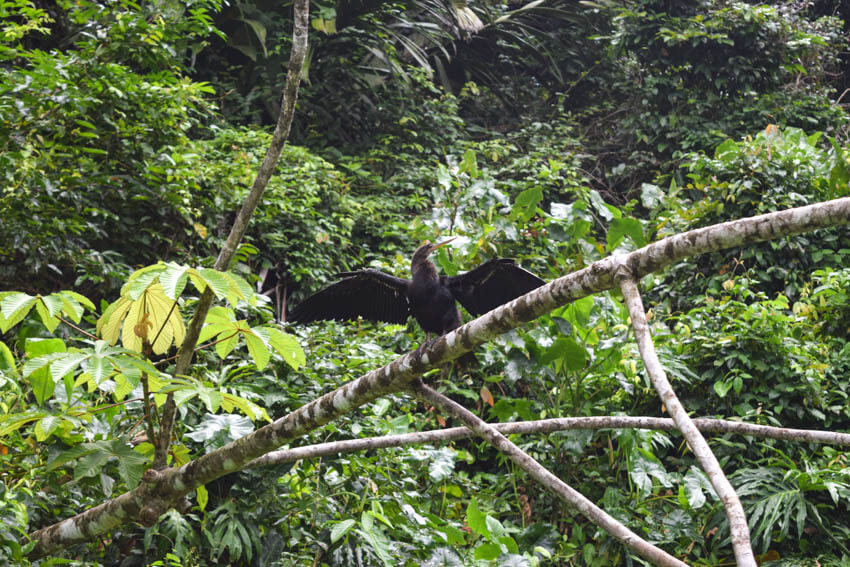 Tortuguero Nationalpark in Costa Rica Snake Bird