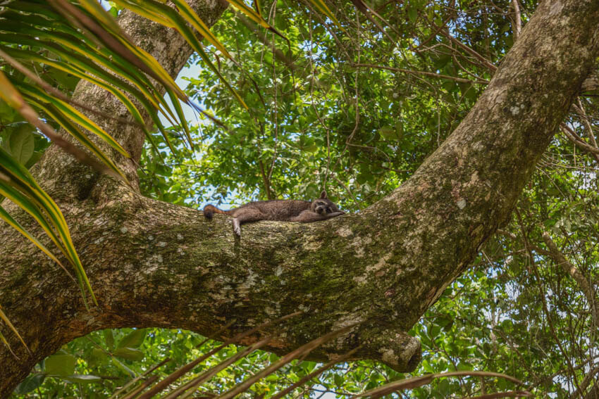 Costa Rica Cahuita Waschbär
