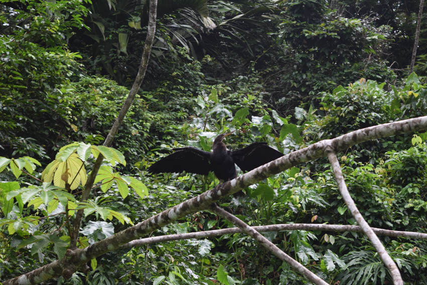 Costa Rica Roadtrip Schlangenhalsvogel