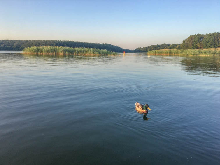 Floßfahrt auf der Mecklenburgischen Seenplatte Ente