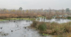 Wanderung durch das Venner Moor